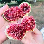 Arzu * 페티예