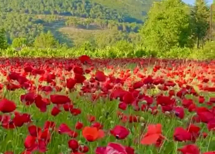 度假居 Arzu 费特希耶