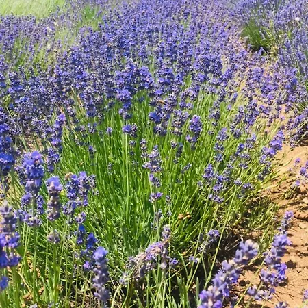 Arzu * フェティエ